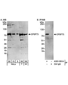 Bethyl Laboratories, a Fortis LS Co. Rabbit Anti-Cpsf73 Antibody, Affinity Purified, Host: Rabbit, Conjugate Type: Unconjugated, 10 µl (1000 µg/ml)