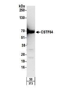 Bethyl Laboratories, a Fortis LS Co. Rabbit Anti-Cstf64 Antibody, Affinity Purified, Host: Rabbit, Conjugate Type: Unconjugated, 10 µl (200 µg/ml)