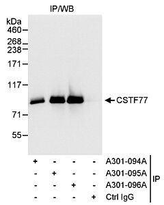 Bethyl Laboratories, a Fortis LS Co. Rabbit Anti-Cstf77 Antibody, Affinity Purified, Host: Rabbit, Conjugate Type: Unconjugated, 10 µl (1000 µg/ml)