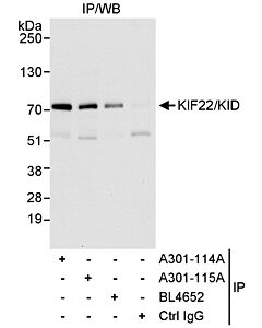Bethyl Laboratories, a Fortis LS Co. Rabbit Anti-Kif22/Kid Antibody, Affinity Purified, Host: Rabbit, Conjugate Type: Unconjugated, 100 µl (1000 µg/ml)