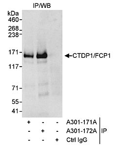 Bethyl Laboratories, a Fortis LS Co. Rabbit Anti-Ctdp1/Fcp1 Antibody, Affinity Purified, Host: Rabbit, Conjugate Type: Unconjugated, 10 µl (1000 µg/ml)