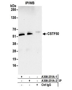 Bethyl Laboratories, a Fortis LS Co. Rabbit Anti-Cstf50 Antibody, Affinity Purified, Host: Rabbit, Conjugate Type: Unconjugated, 10 µl (1000 µg/ml)