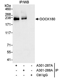 Bethyl Laboratories, a Fortis LS Co. Rabbit Anti-Dock180 Antibody, Affinity Purified, Host: Rabbit, Conjugate Type: Unconjugated, 10 µl (1000 µg/ml)