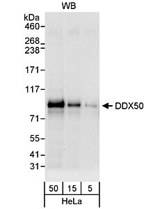 Bethyl Laboratories, a Fortis LS Co. Rabbit Anti-Ddx50 Antibody, Affinity Purified, Host: Rabbit, Conjugate Type: Unconjugated, 10 µl (200 µg/ml)