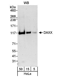 Bethyl Laboratories, a Fortis LS Co. Rabbit Anti-Daxx Antibody, Affinity Purified, Host: Rabbit, Conjugate Type: Unconjugated, 10 µl (200 µg/ml)
