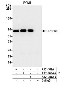 Bethyl Laboratories, a Fortis LS Co. Rabbit Anti-Cpsf68 Antibody, Affinity Purified, Host: Rabbit, Conjugate Type: Unconjugated, 10 µl (200 µg/ml)