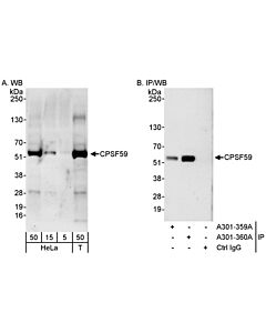 Bethyl Laboratories, a Fortis LS Co. Rabbit Anti-Cpsf59 Antibody, Affinity Purified, Host: Rabbit, Conjugate Type: Unconjugated, 10 µl (200 µg/ml)