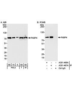 Bethyl Laboratories, a Fortis LS Co. Rabbit Anti-Pabp4 Antibody, Affinity Purified, Host: Rabbit, Conjugate Type: Unconjugated, 10 µl (200 µg/ml)