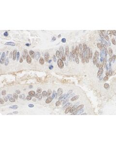 Bethyl Laboratories, a Fortis LS Co. Rabbit Anti-Cstf2t/Taucstf64 Antibody, Affinity Purified, Host: Rabbit, 10 µl (1000 µg/ml)