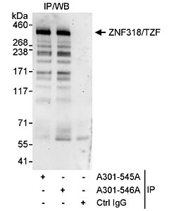 Bethyl Laboratories, a Fortis LS Co. Rabbit Anti-Znf318/Tzf Antibody, Affinity Purified, Host: Rabbit, Conjugate Type: Unconjugated, 10 µl (1000 µg/ml)