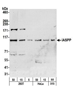 Bethyl Laboratories, a Fortis LS Co. Rabbit Anti-Iaspp Antibody, Affinity Purified, Host: Rabbit, Conjugate Type: Unconjugated, 100 µl (200 µg/ml)