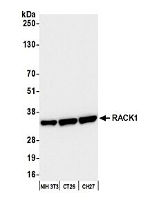Bethyl Laboratories, a Fortis LS Co. Rabbit Anti-Rack1 Antibody, Affinity Purified, Host: Rabbit, Conjugate Type: Unconjugated, 10 µl (1000 µg/ml)