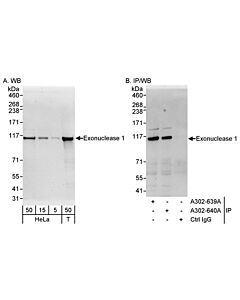 Bethyl Laboratories, a Fortis LS Co. Rabbit Anti-Exonuclease 1 Antibody, Affinity Purified, Host: Rabbit, Conjugate Type: Unconjugated, 10 µl (200 µg/ml)