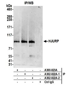 Bethyl Laboratories, a Fortis LS Co. Rabbit Anti-Hjurp Antibody, Affinity Purified, Host: Rabbit, Conjugate Type: Unconjugated, 100 µl (1000 µg/ml)