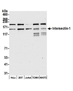 Bethyl Laboratories, a Fortis LS Co. Rabbit Anti-Intersectin 1 Antibody, Affinity Purified, Host: Rabbit, Conjugate Type: Unconjugated, 100 µl (1000 µg/ml)