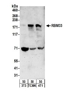 Bethyl Laboratories Rabbit Anti-Rbm33 Antibody, Affinity Purified, Host: Rabbit, Conjugate Type: Unconjugated, 10 µl (1000 µg/ml)