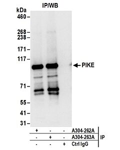 Bethyl Laboratories, a Fortis LS Co. Rabbit Anti-Pike Antibody, Affinity Purified, Host: Rabbit, Conjugate Type: Unconjugated, 10 µl (1000 µg/ml)
