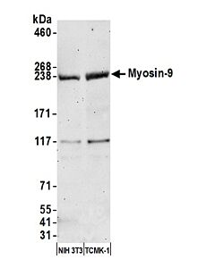 Bethyl Laboratories, a Fortis LS Co. Rabbit Anti-Myosin-9 Antibody, Affinity Purified, Host: Rabbit, Conjugate Type: Unconjugated, 10 µl (1000 µg/ml)