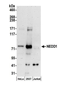 Bethyl Laboratories, a Fortis LS Co. Rabbit Anti-Nedd1 Antibody, Affinity Purified, Host: Rabbit, Conjugate Type: Unconjugated, 10 µl (1000 µg/ml)