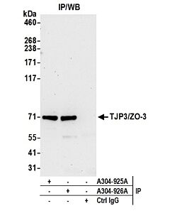Bethyl Laboratories, a Fortis LS Co. Rabbit Anti-Tjp3/Zo-3 Antibody, Affinity Purified, Host: Rabbit, Conjugate Type: Unconjugated, 10 µl (1000 µg/ml)