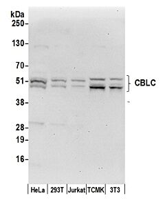 Bethyl Laboratories, a Fortis LS Co. Rabbit Anti-Cblc/Cbl-3 Antibody, Affinity Purified, Host: Rabbit, Conjugate Type: Unconjugated, 10 µl (1000 µg/ml)