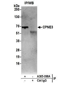 Bethyl Laboratories, a Fortis LS Co. Rabbit Anti-Cpne3/Copine 3 Antibody, Affinity Purified, Host: Rabbit, Conjugate Type: Unconjugated, 10 µl (1000 µg/ml)