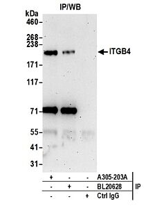 Bethyl Laboratories, a Fortis LS Co. Rabbit Anti-Itgb4/Cd104/Integrin Beta-4 Antibody, Affinity Purified, Host: Rabbit, 100 µl (1000 µg/ml)