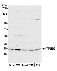 Bethyl Laboratories, a Fortis LS Co. Rabbit Anti-Tmed2 Antibody, Affinity Purified, Host: Rabbit, Conjugate Type: Unconjugated, 10 µl (1000 µg/ml)