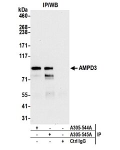 Bethyl Laboratories, a Fortis LS Co. Rabbit Anti-Ampd3 Antibody, Affinity Purified, Host: Rabbit, Conjugate Type: Unconjugated, 100 µl (1000 µg/ml)