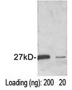 GenScript GST-tag Antibody, pAb, Rabbit40ug