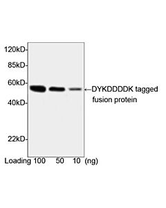 Genscript DYKDDDDK-tag Antibody, pAb, Rabbit