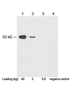 Genscript c-Myc-tag Antibody, pAb, Rabbit