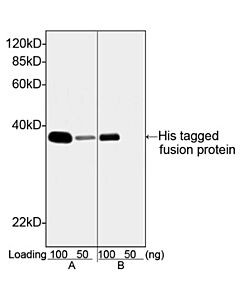 Genscript THE™ His Tag Antibody, mAb, Mouse