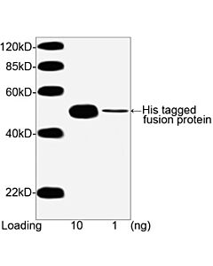 Genscript THE™ His Tag Antibody [Biotin], mAb, Mouse