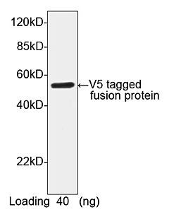 Genscript V5-tag Antibody, pAb, Rabbit