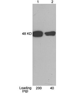 Genscript CBP-tag Antibody, pAb, Rabbit