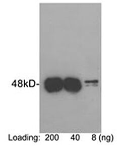 Genscript Protein C -Tag Antibody (HPC4), pAb, Rabbit
