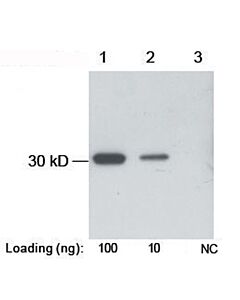 Genscript B-tag Antibody, pAb, Rabbit