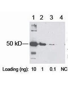 GenScript DDDDK-tag Antibody, pAb, Rabbit100ug
