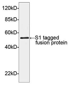 Genscript S1-tag Antibody, pAb, Rabbit