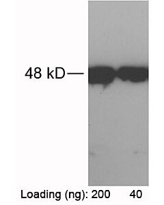 Genscript RFP-tag Antibody, pAb, Rabbit
