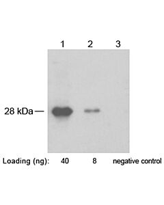 Genscript SNAP-tag Antibody, pAb, Rabbit