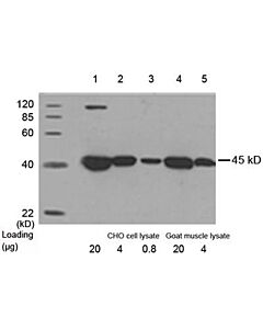 Genscript THE™ beta Actin Antibody [HRP], mAb, Mouse