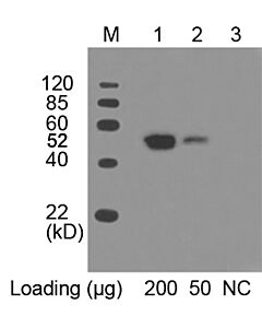 Genscript THE™ c-Myc Antibody [HRP], mAb, Mouse