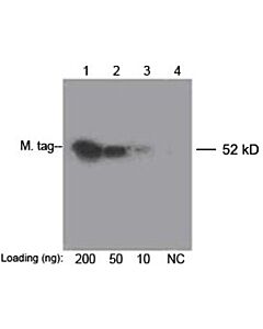 Genscript THE™ c-Myc Antibody [Biotin], mAb, Mouse