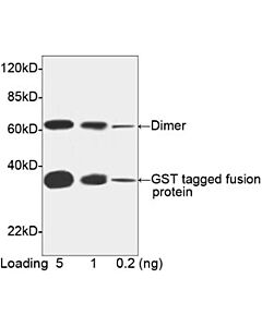 Genscript THE™ GST Antibody [Biotin], mAb, Mouse