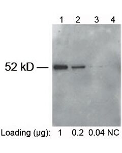 Genscript E-tag Antibody [HRP], pAb, Rabbit