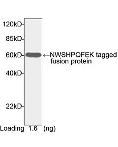 Genscript NWSHPQFEK Antibody [HRP], pAb, Rabbit