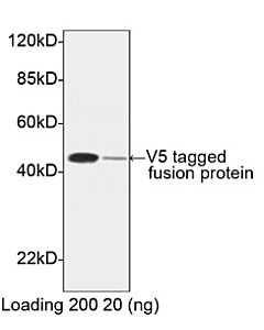 Genscript V5-tag Antibody [HRP], pAb, Rabbit