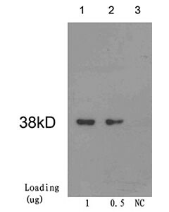 Genscript Cre Recombinase Antibody, mAb, Mouse